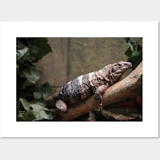 Large Lizard Posters and Art